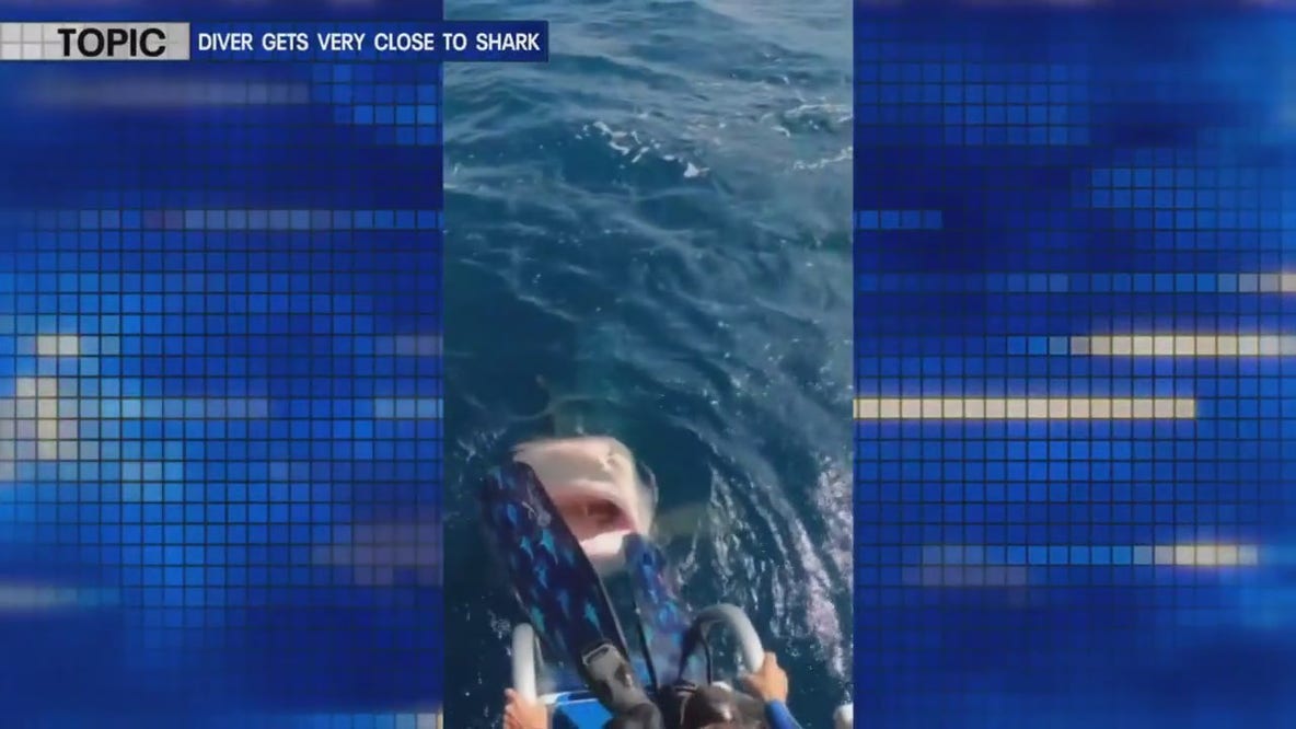 Diver gets very close to a tiger shark